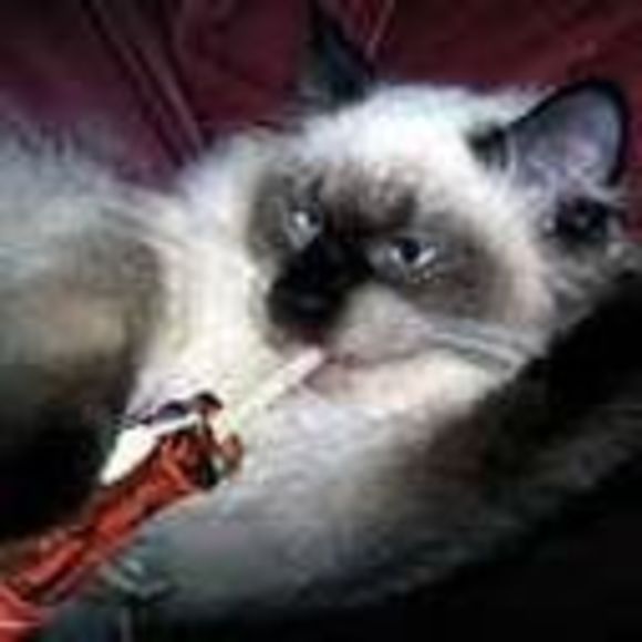 kotakitty1